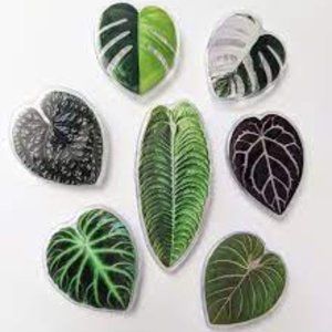 Rare Plant Leaf Phone Holder Grip Anthurium, Monstera , Philodendron